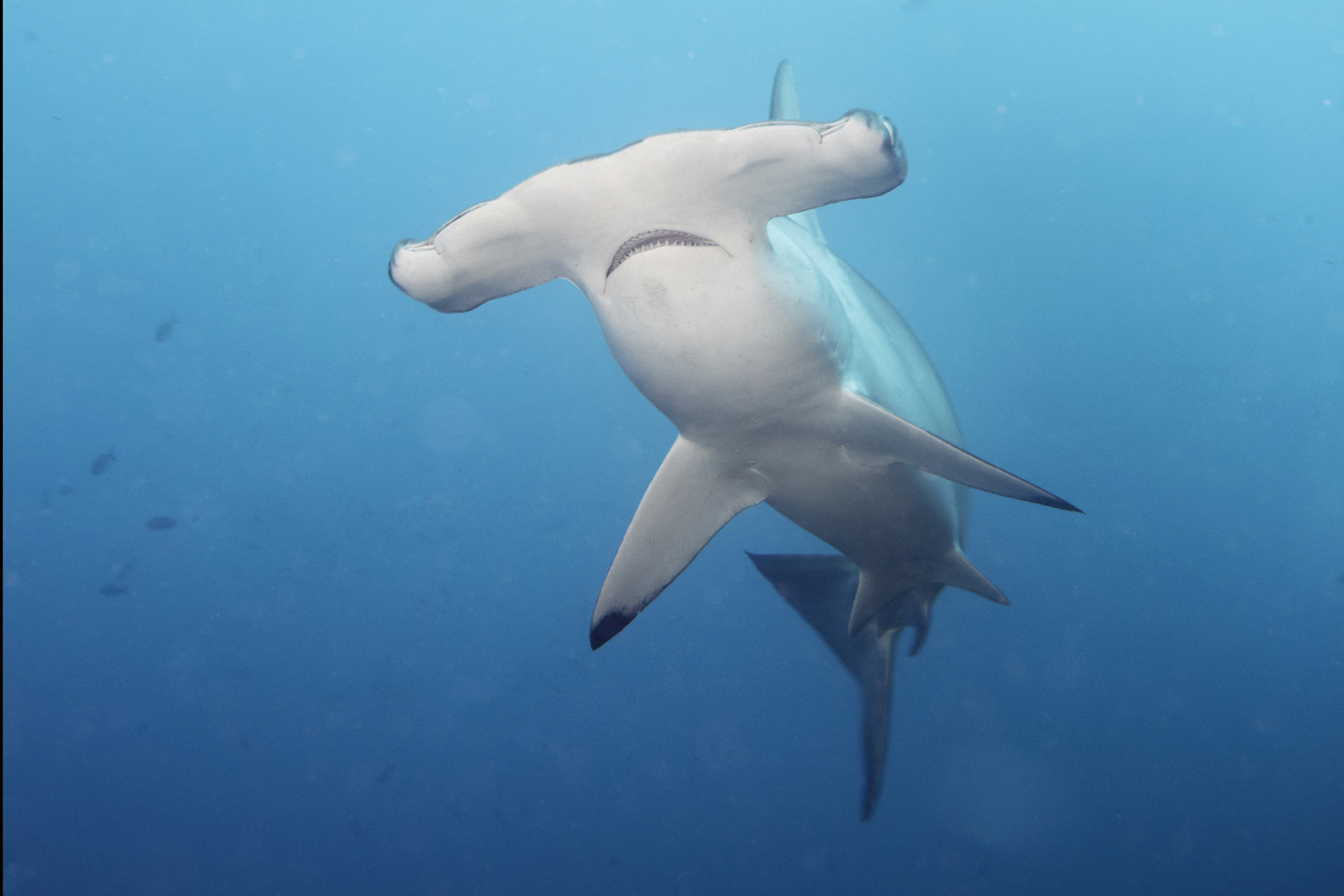 Hammerhead shark in Socorro 