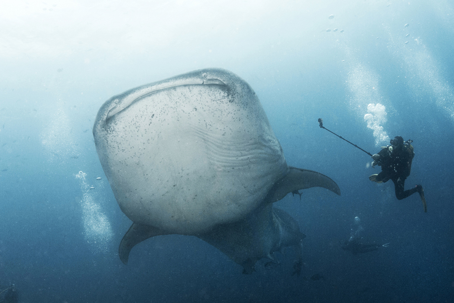 Diver and whale shark in Socorro 