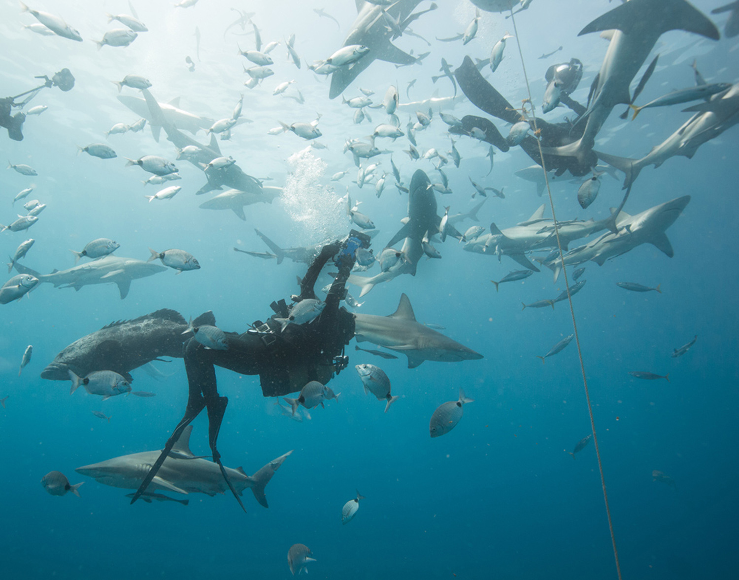Diver and sharks in Socorro 