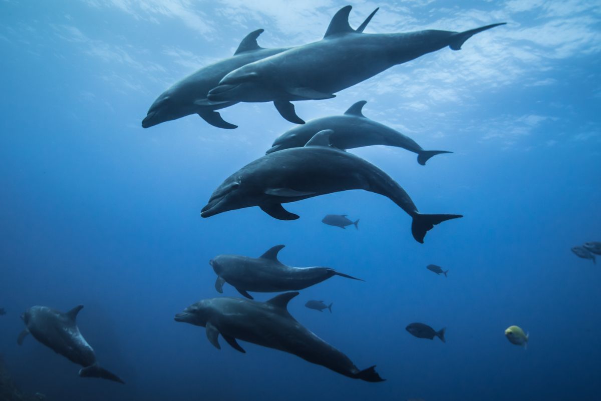 Dolphin diving in Socorro 
