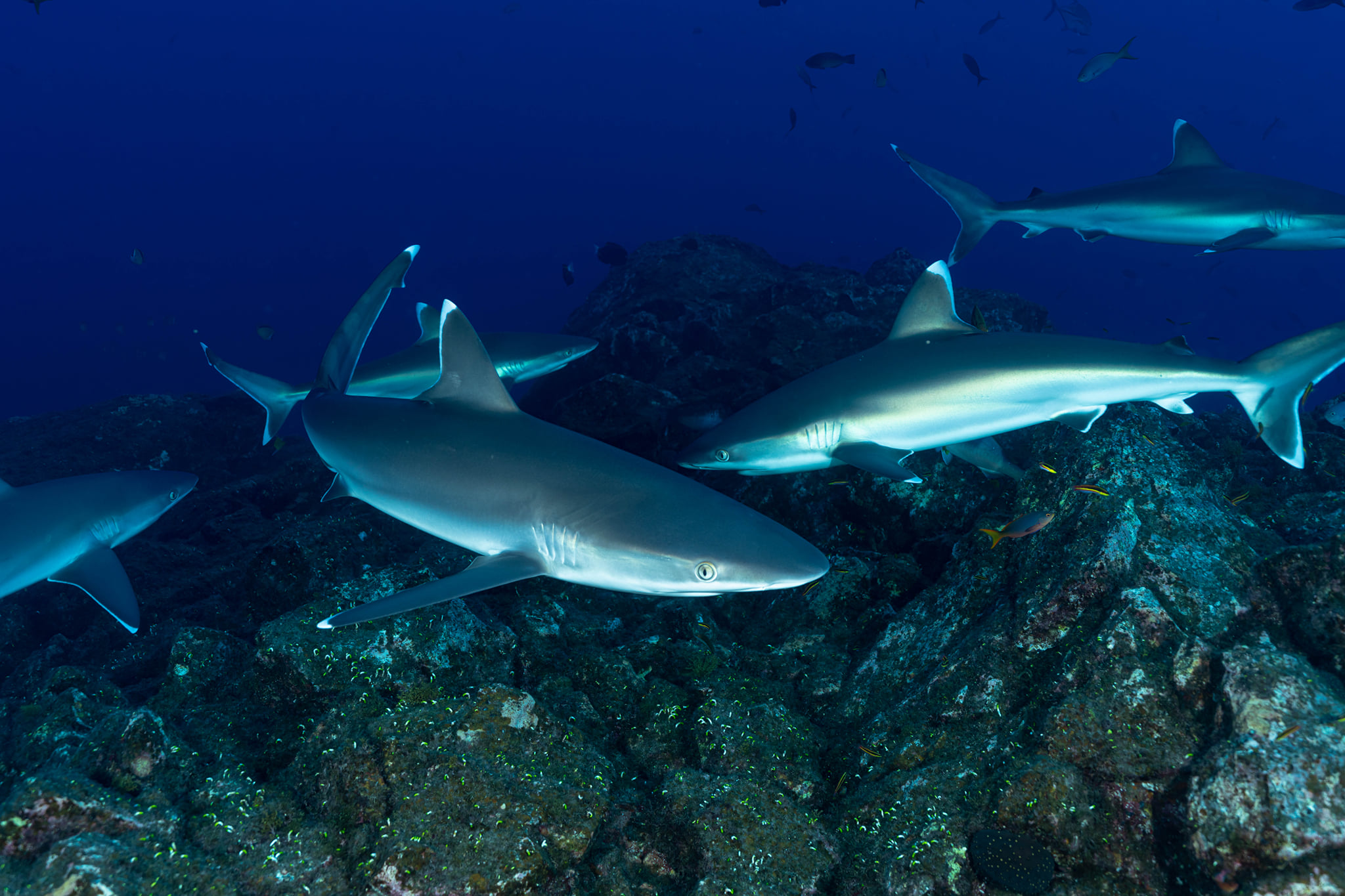 White tip sharks in Socorro 