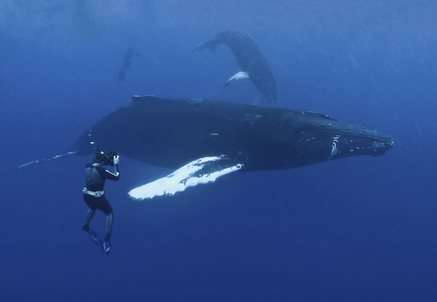Diver and humpback whale in Socorro 