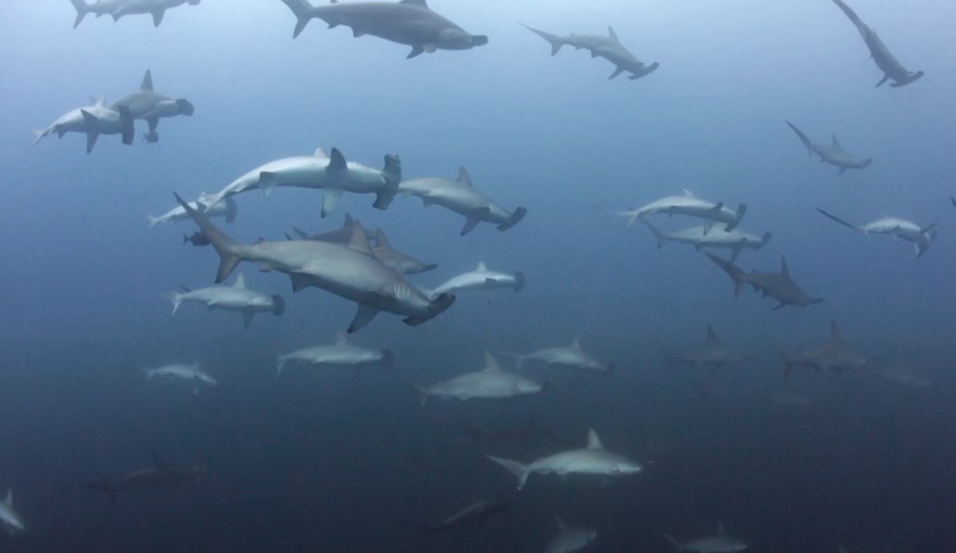 School of hammerhead sharks in Socorro 