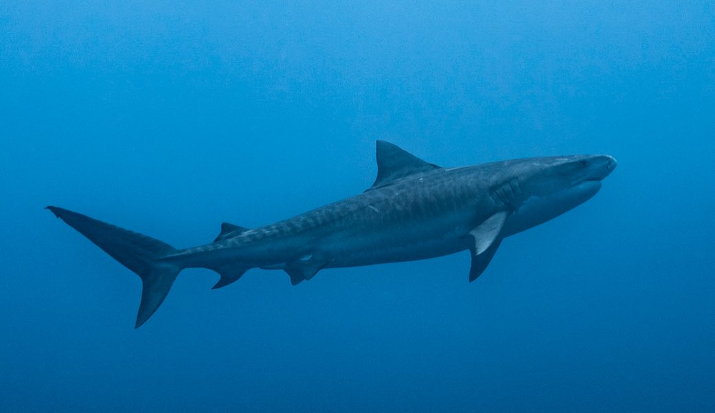 Tiger shark in Socorro 