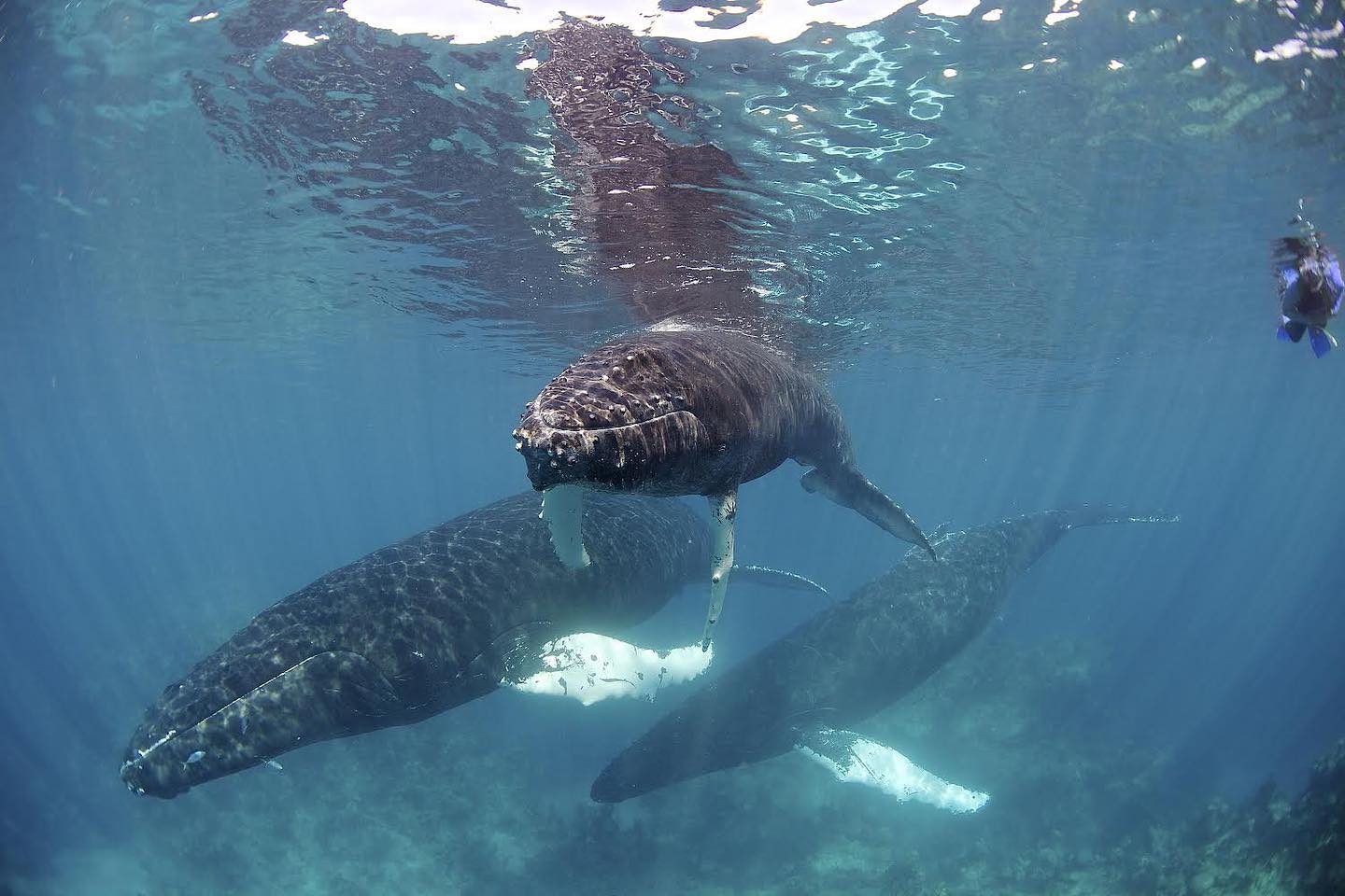 Humpback whale with calf and partner in Socorro 