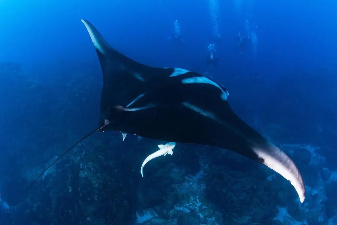 Manta diving in Socorro 