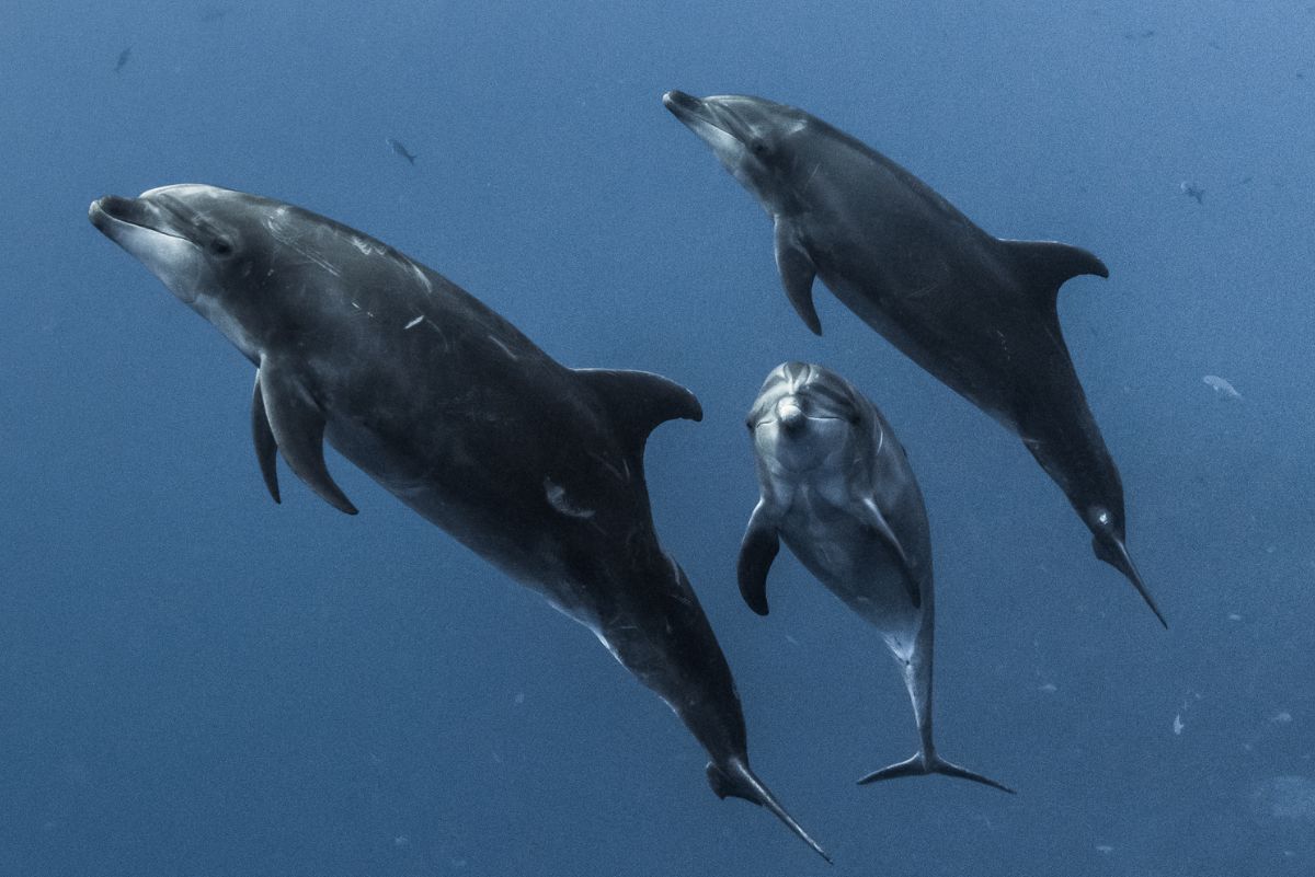 Dolphin diving in Socorro 