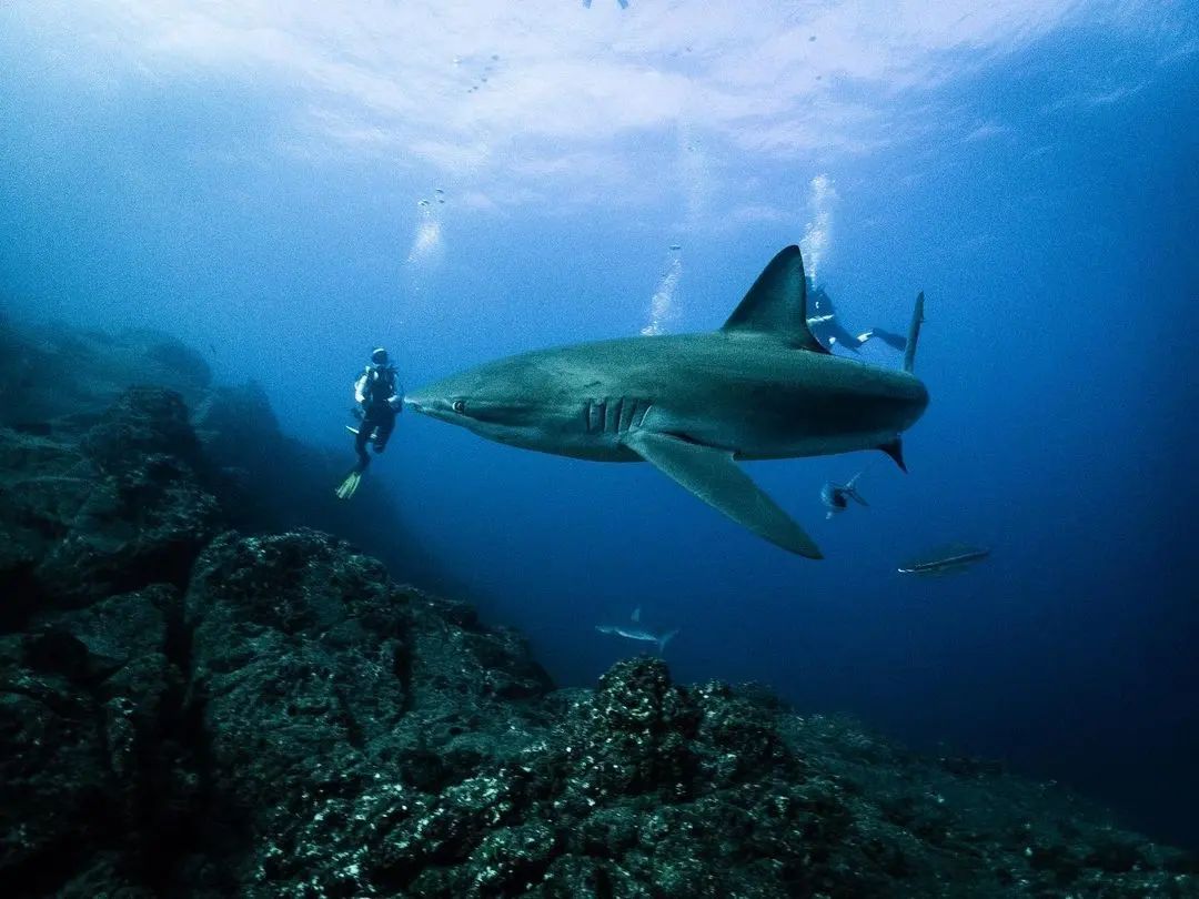 Diver and shark in Socorro 