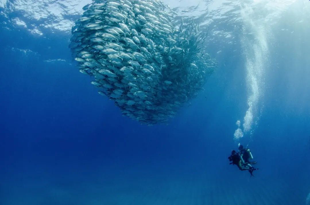 School of Jackfish in Socorro 