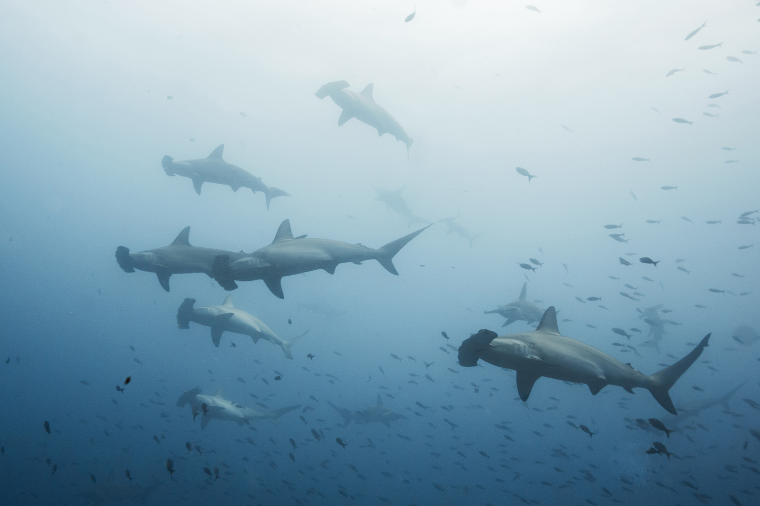 School of hammerhead sharks in Socorro 
