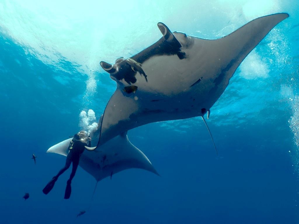 Diver and couple of mantas in Socorro 