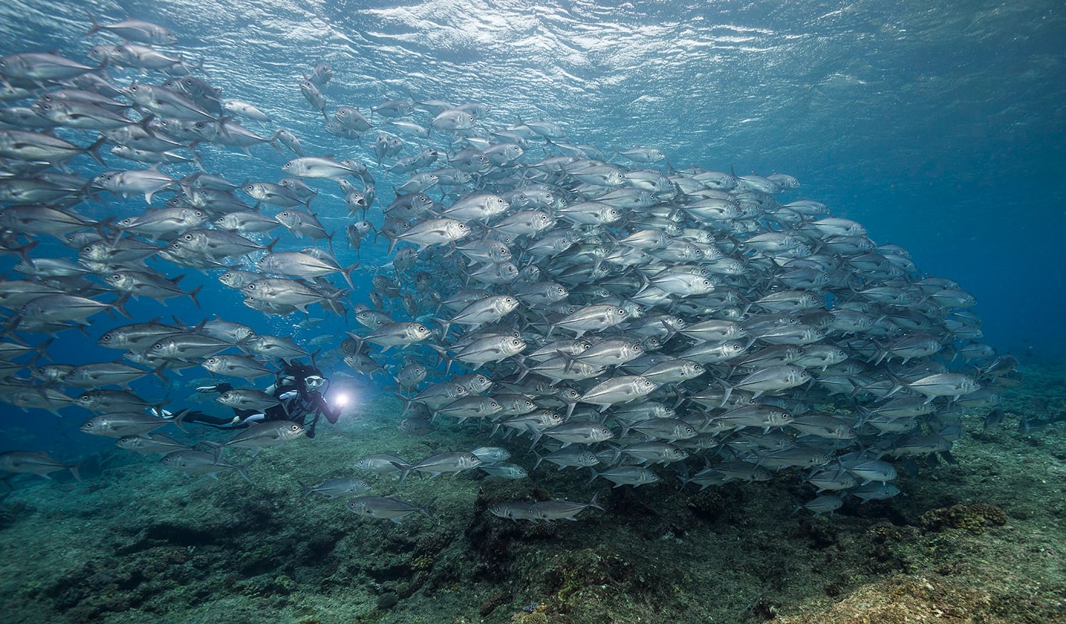 Diver in a bait fish in Solomon Islands 