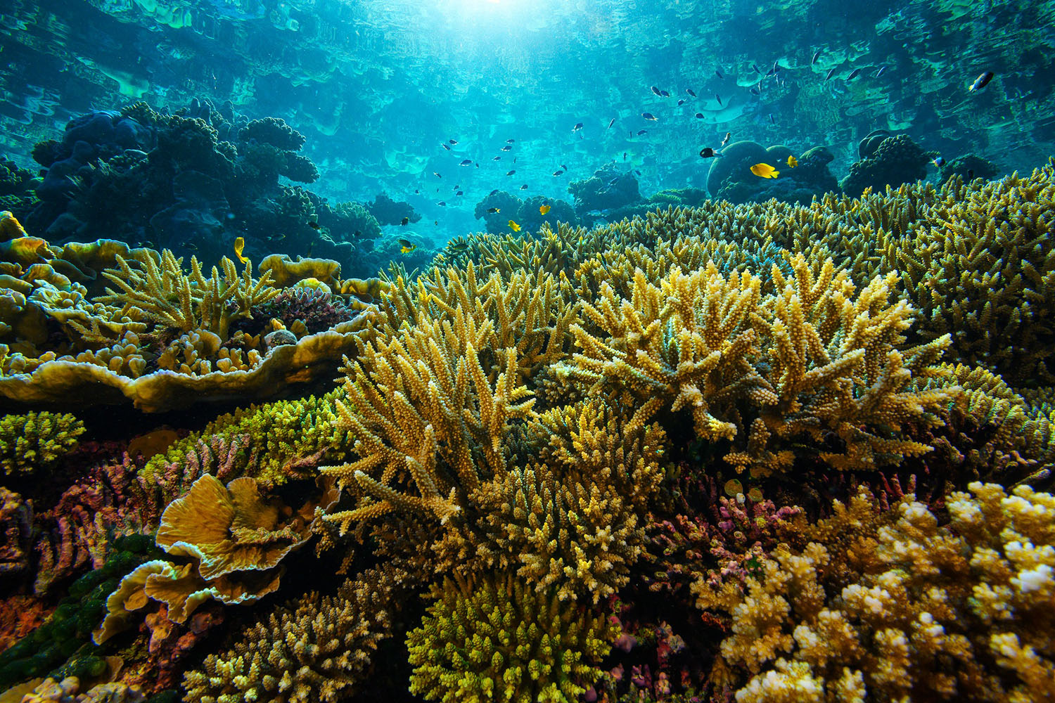 Hard corals in Solomon Islands 
