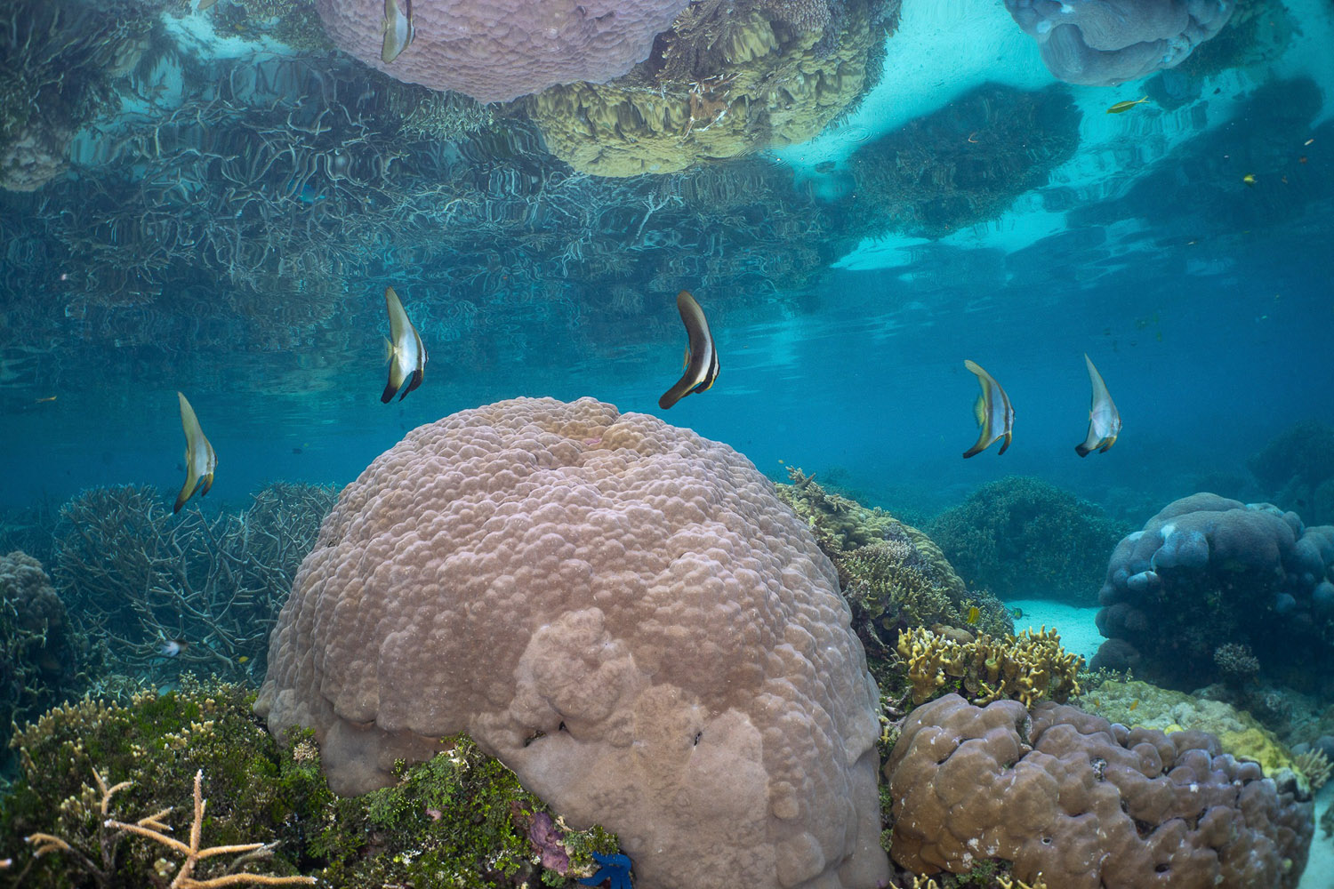 Underwater reflections photography in Solomon Islands