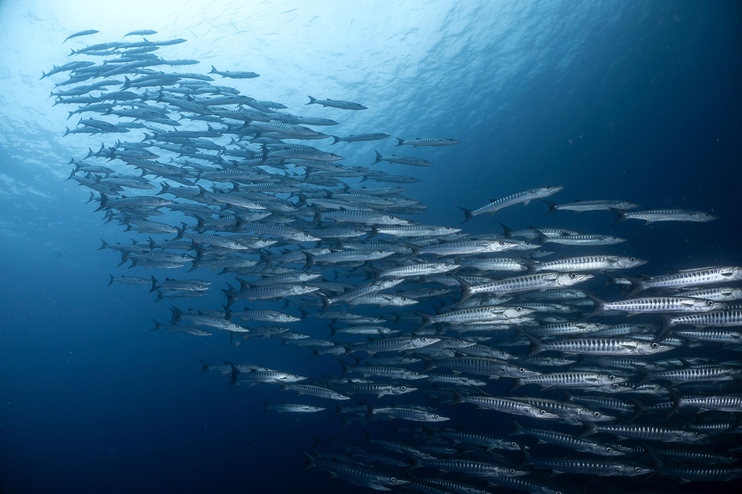 School of Barracuda fish in Solomon Islands