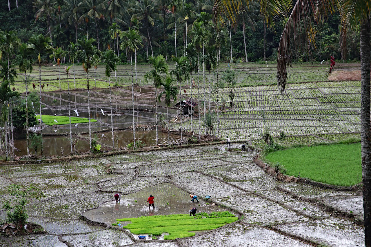 Rice fields in Sumatra