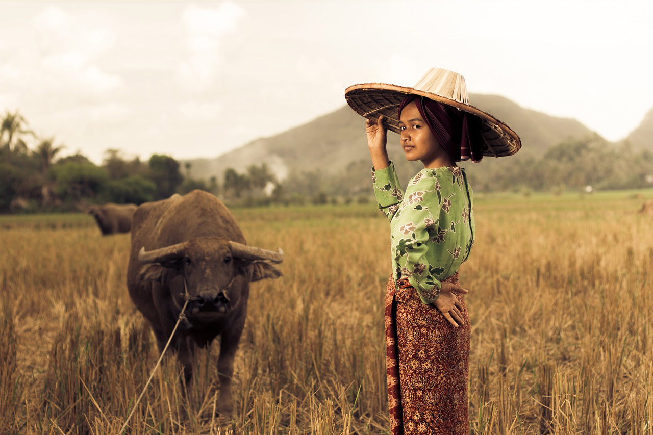 Paddy fields in Sumatra