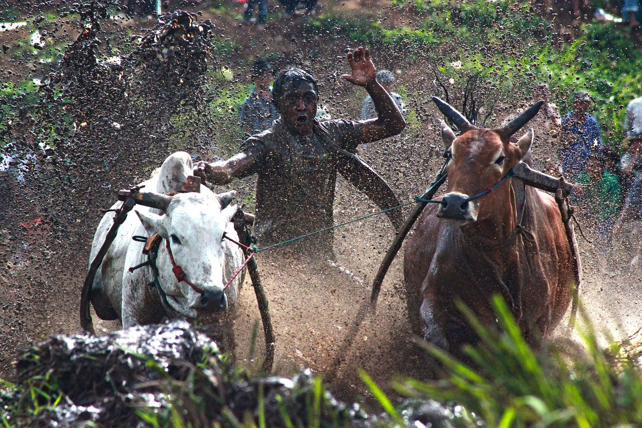 Ox ploughing soil in Sumatra