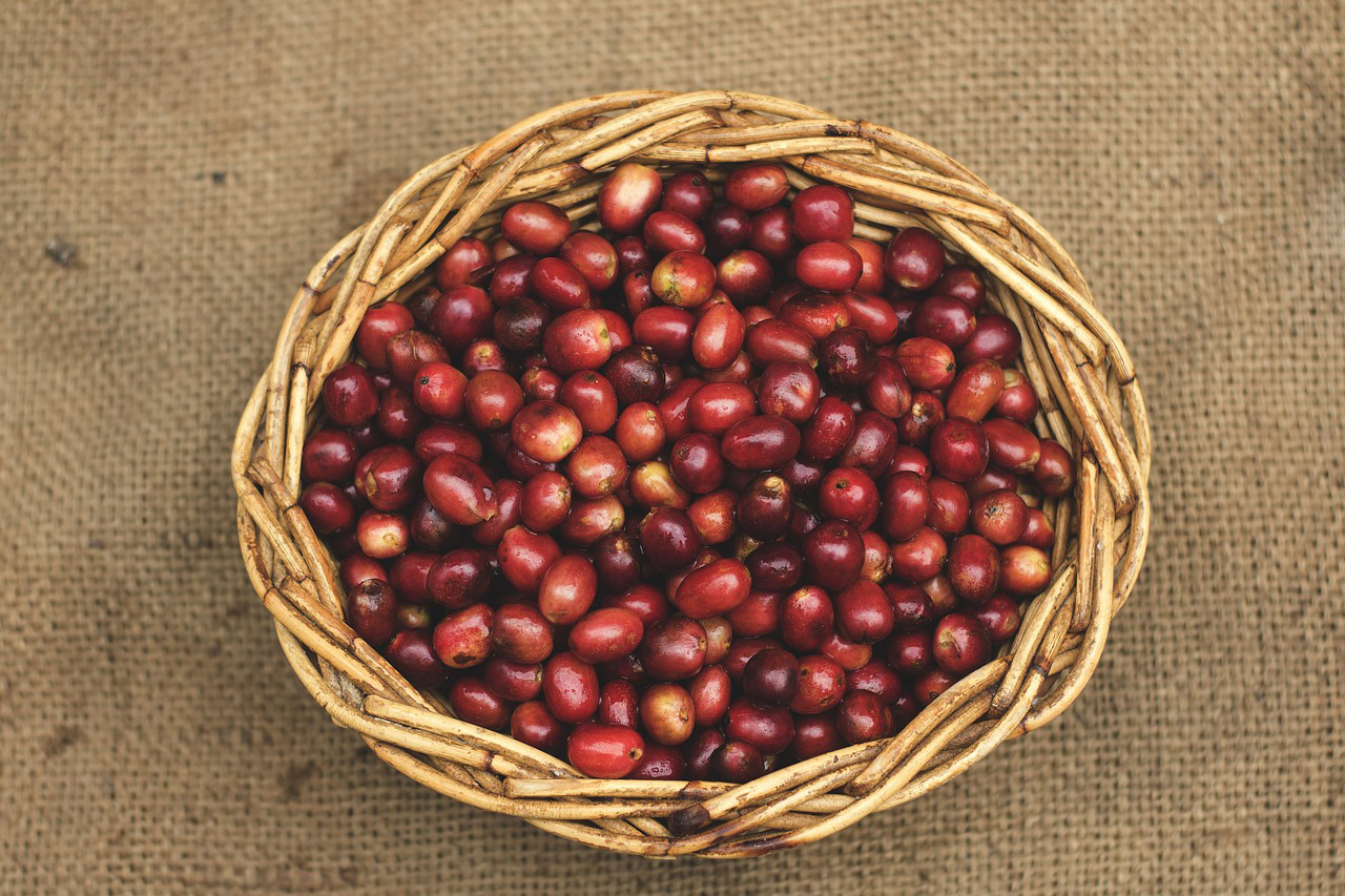 Sumatran coffee beans