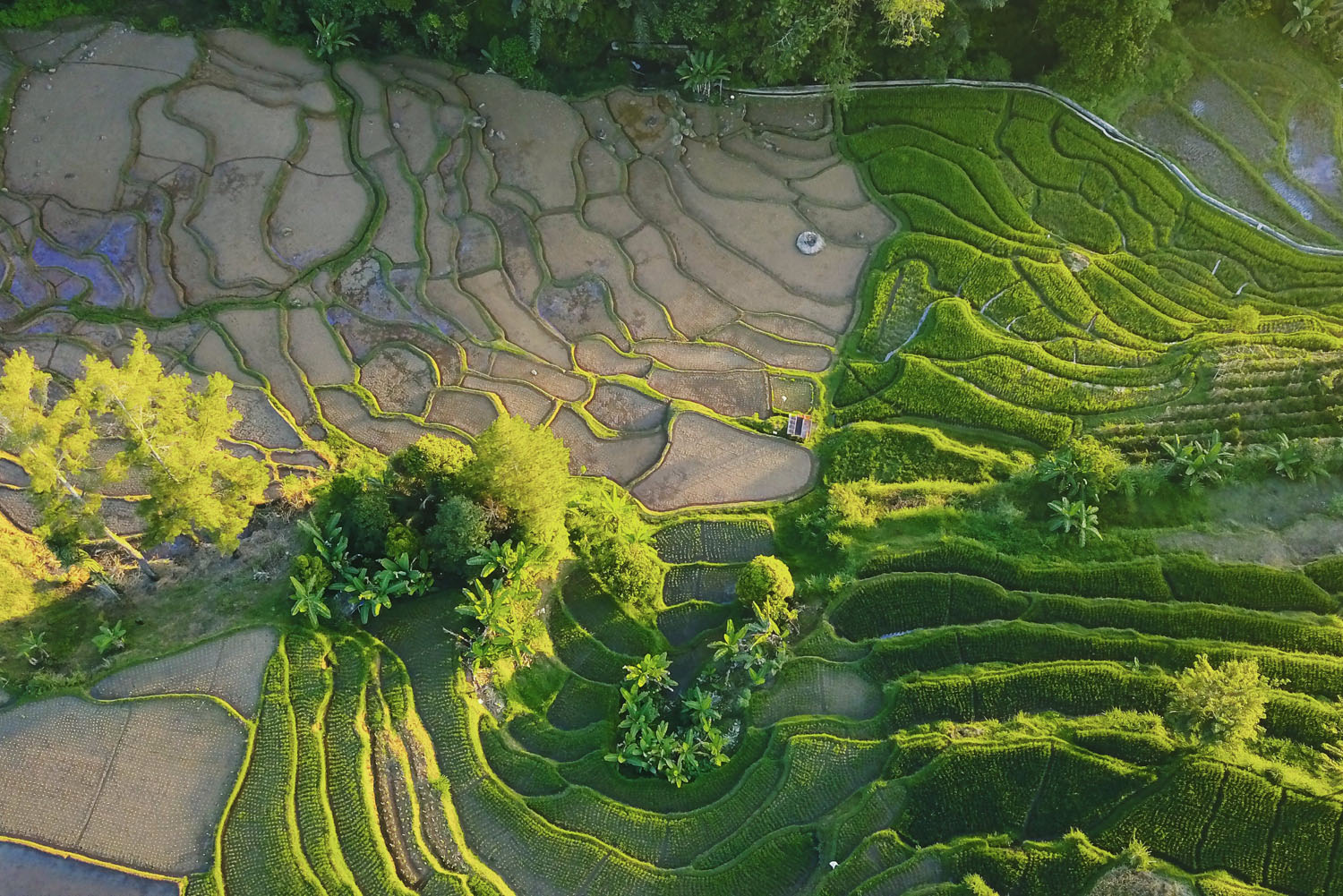 Rice fields in Minangkabau