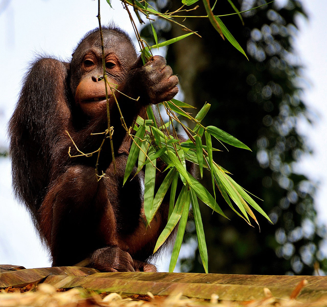 Orangutan in Sumatra