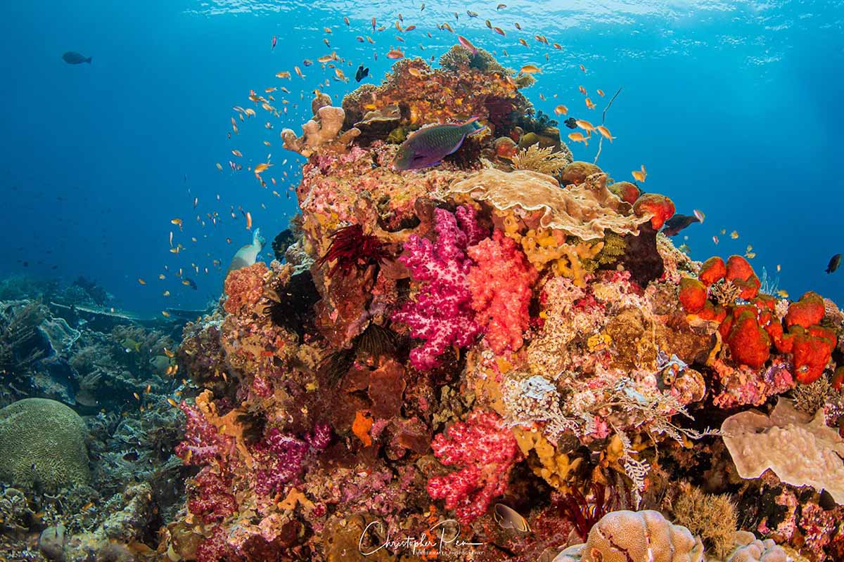 Dive cruises in Raja Ampat with Tiare Liveaboard
