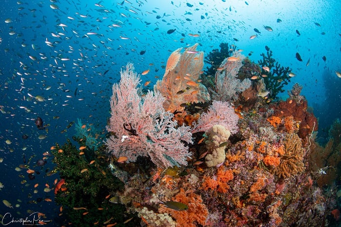 Dive cruises in Raja Ampat with Tiare Liveaboard