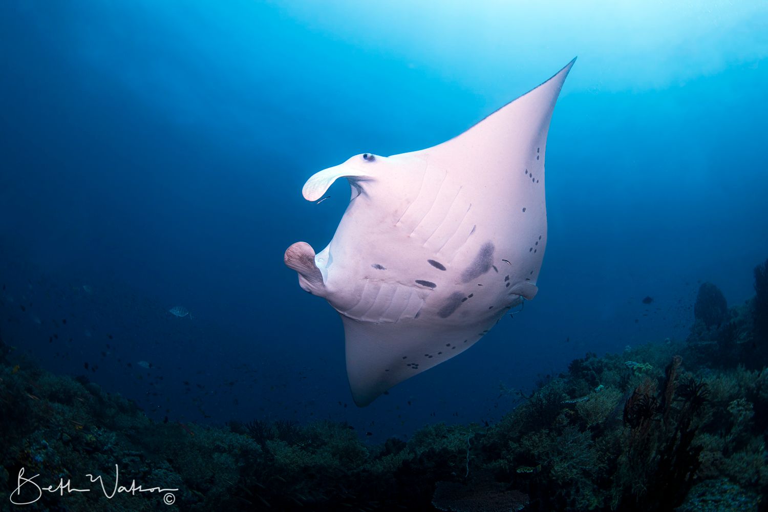 Dive cruises in Raja Ampat with Tiare Liveaboard