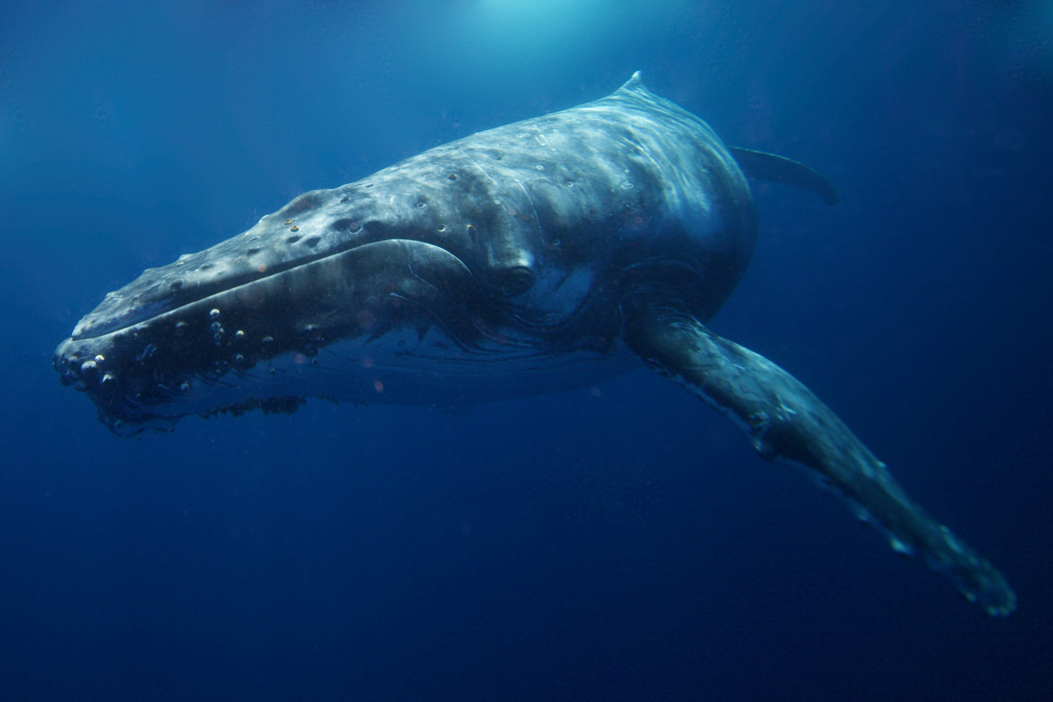 Humpback whale in Tonga 