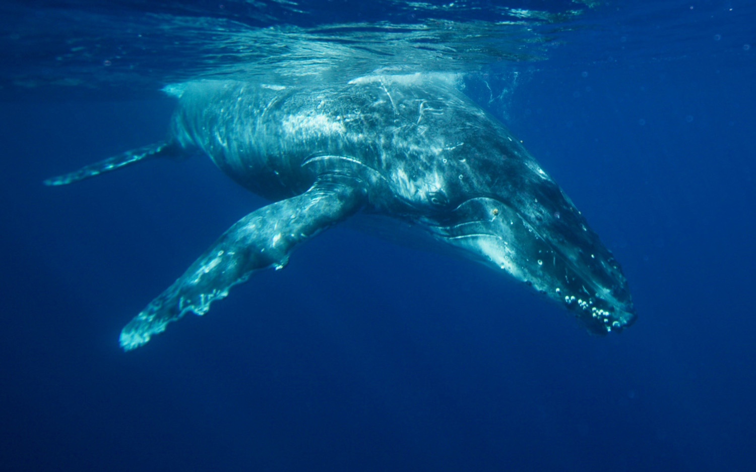 Humpback whale in Tonga 