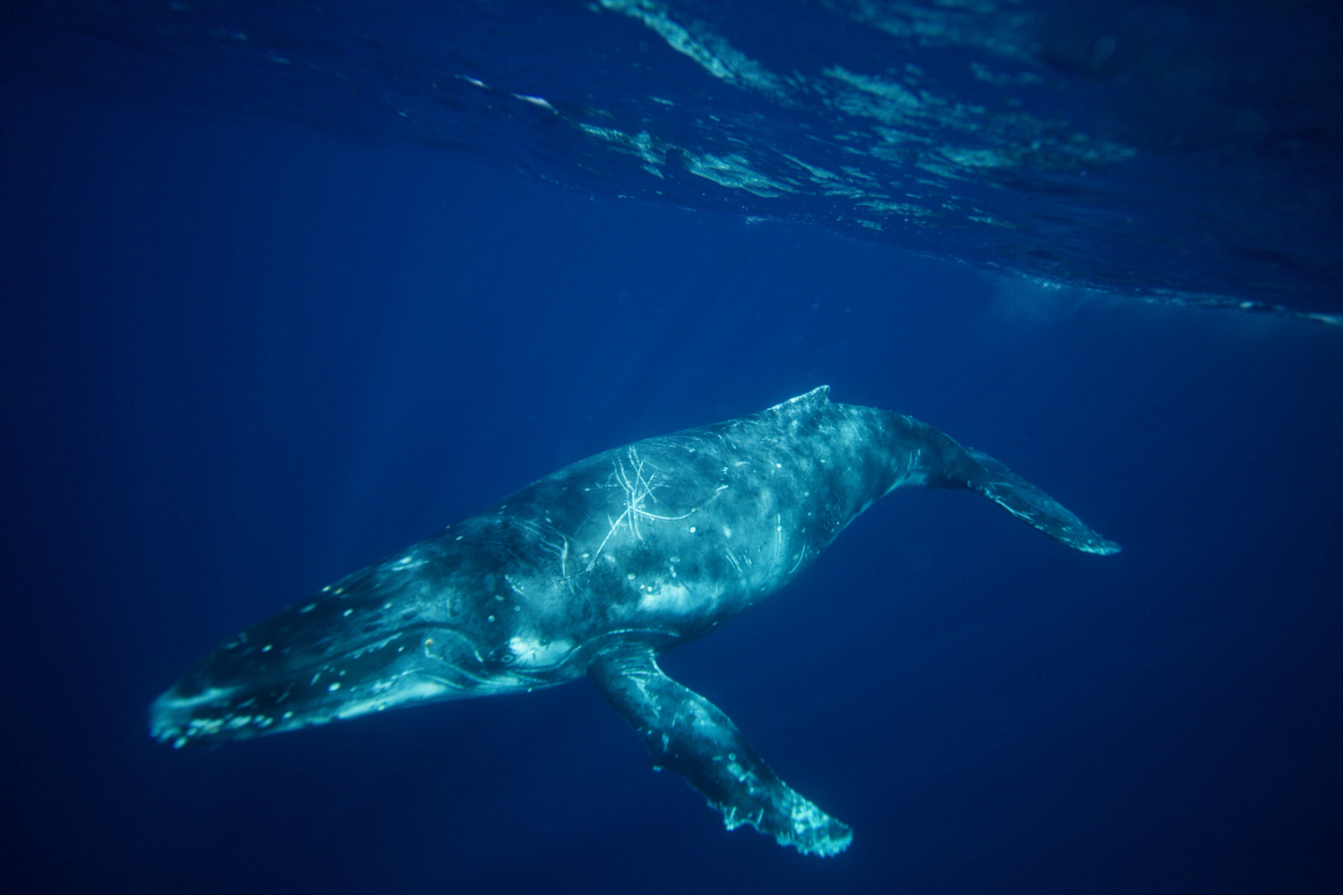 Humpback whale in Tonga 