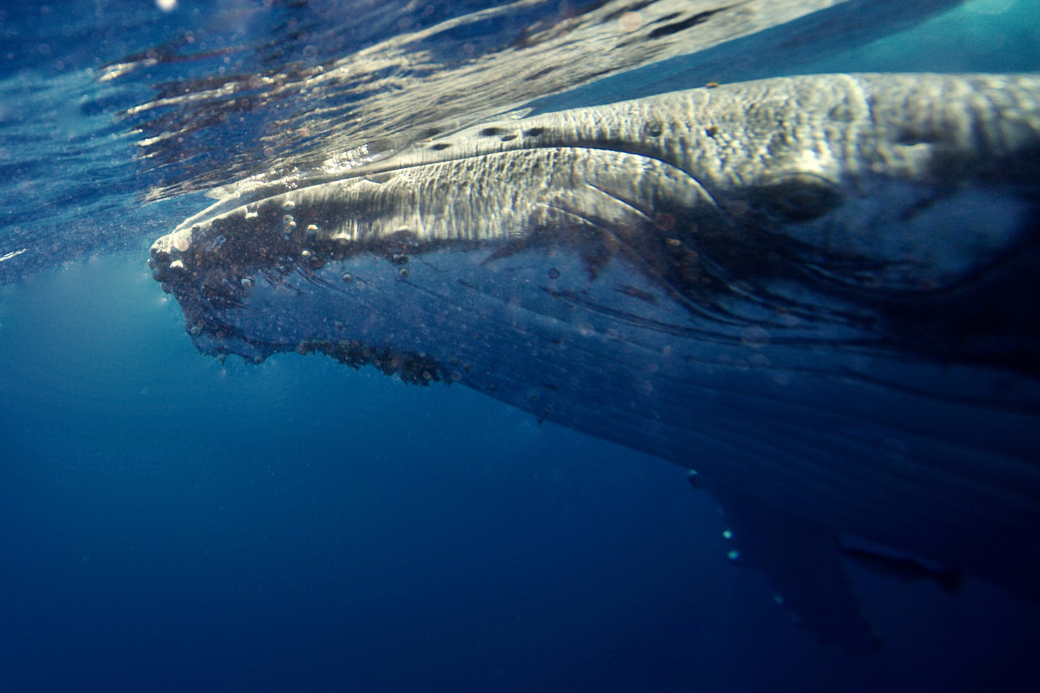 Humpback whale in Tonga 