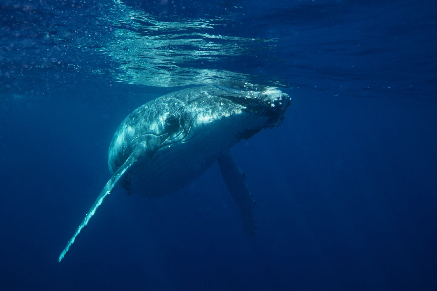 Humpback whale in Tonga 