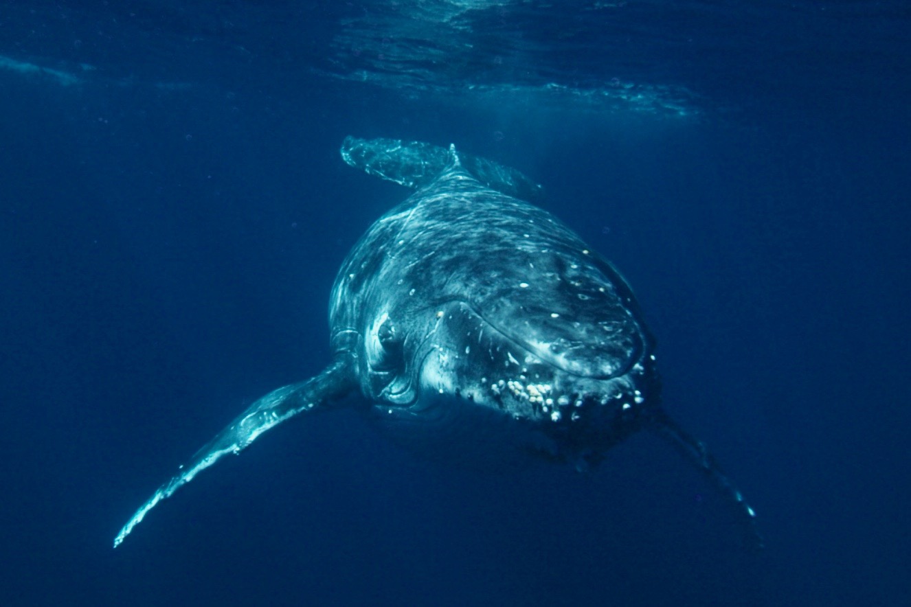 Humpback whale in Tonga 