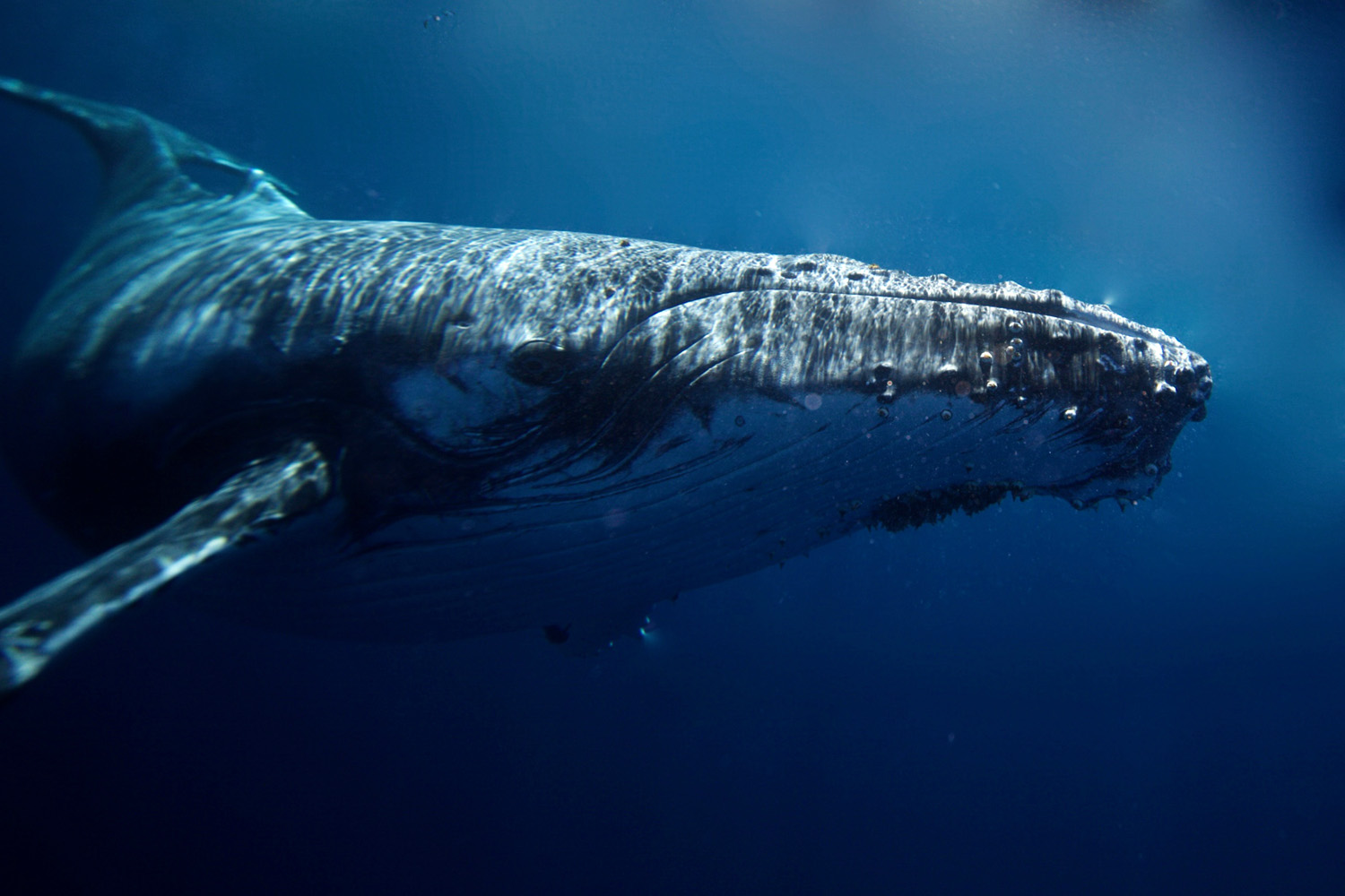 Humpback whale in Tonga 