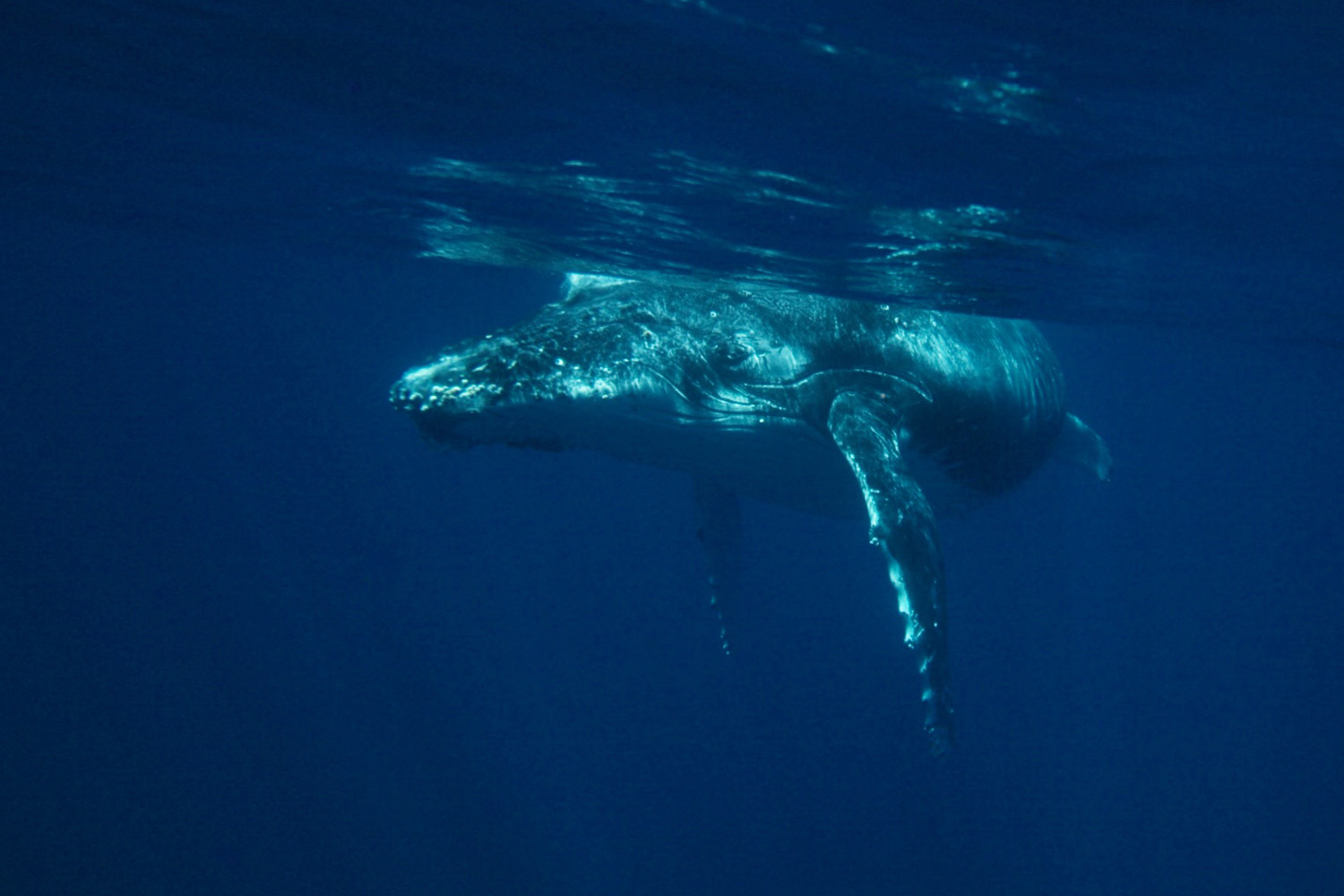 Humpback whale in Tonga 
