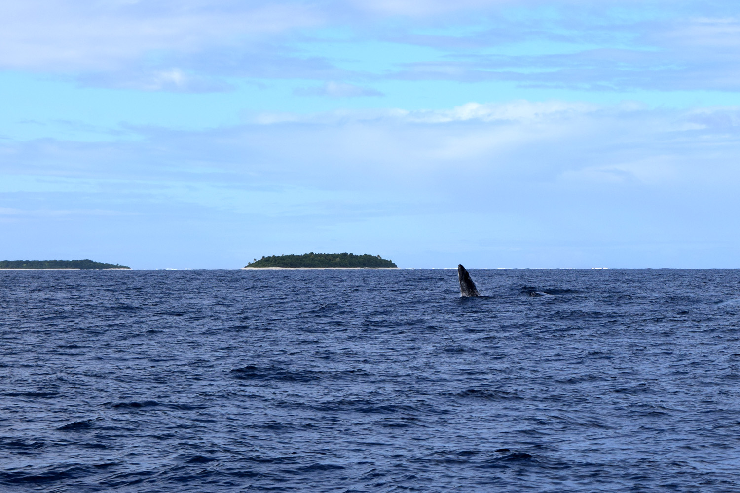 Humpback whale on the distance in Tonga 