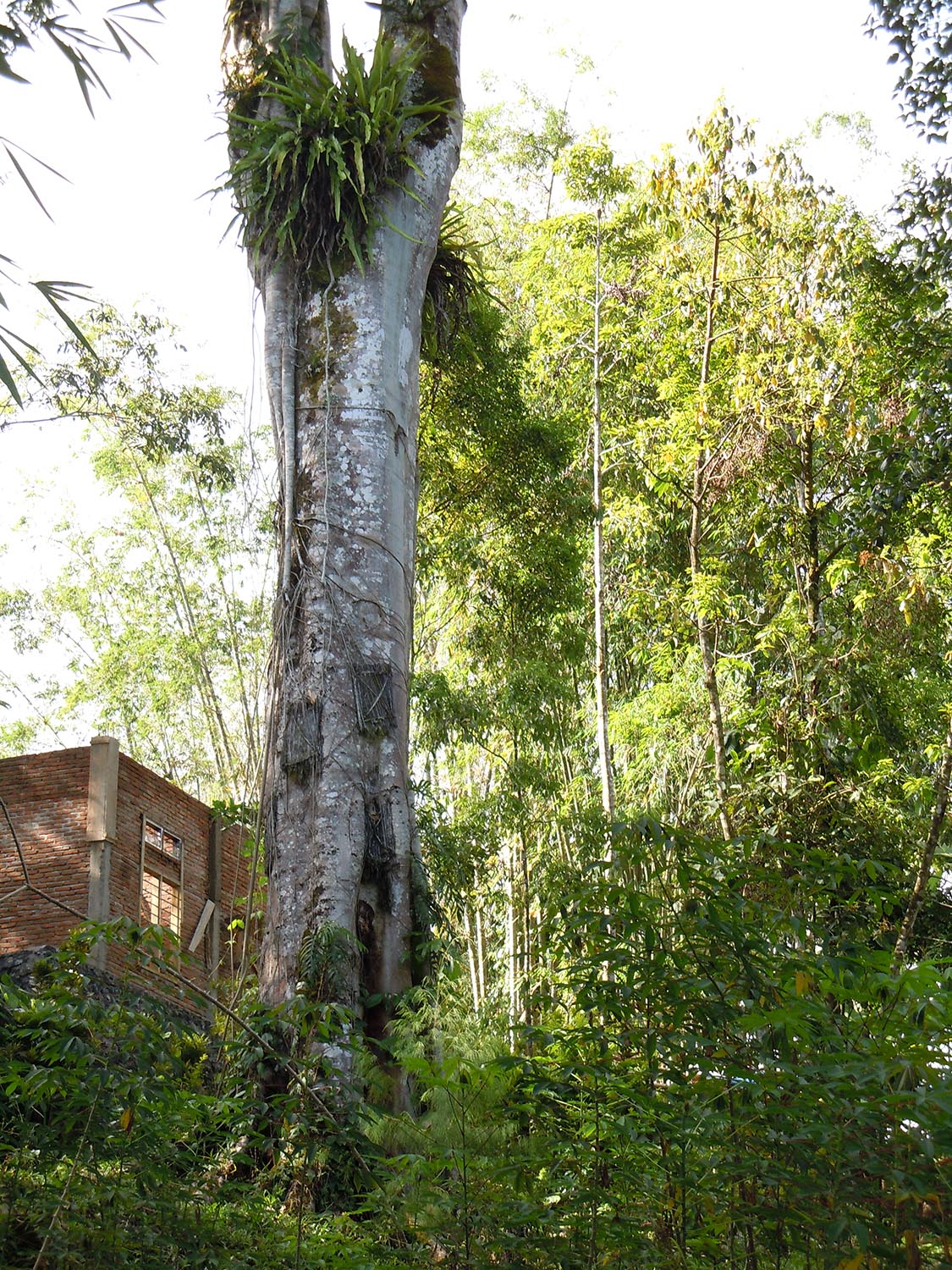 Toraja’s baby tree
