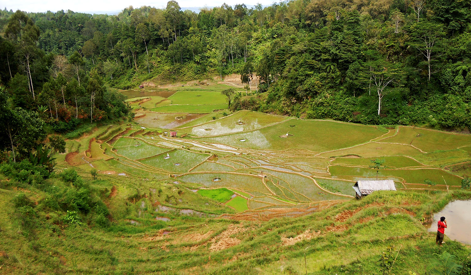 Scenic ricefields of Toraja lands