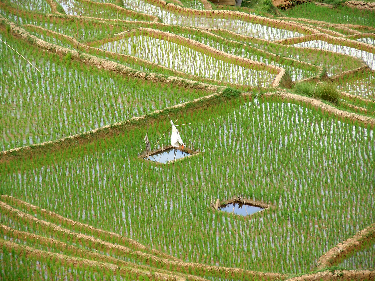 Scenic ricefield terraces of Tana Toraja
