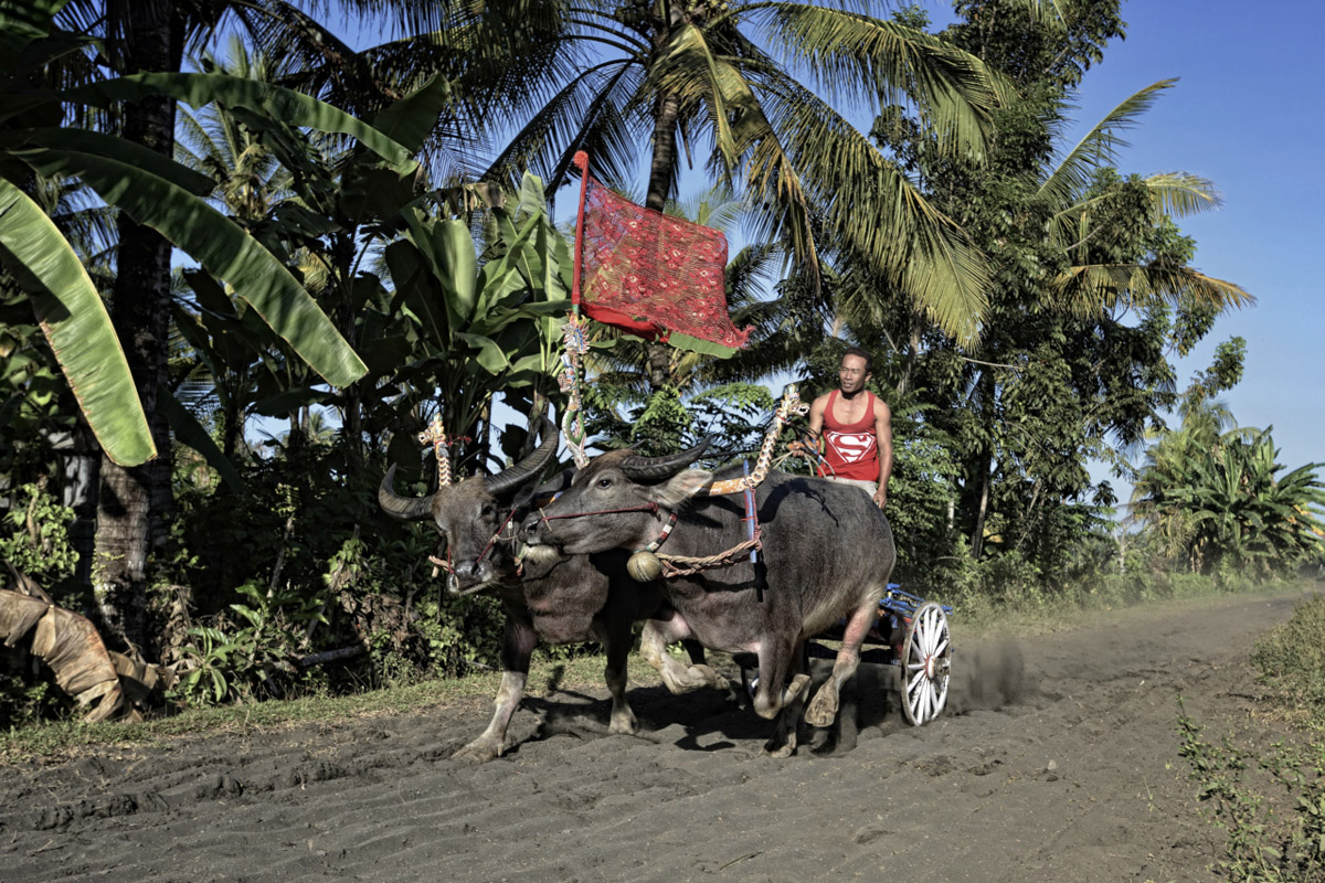 Ox cart at the Negara bull race