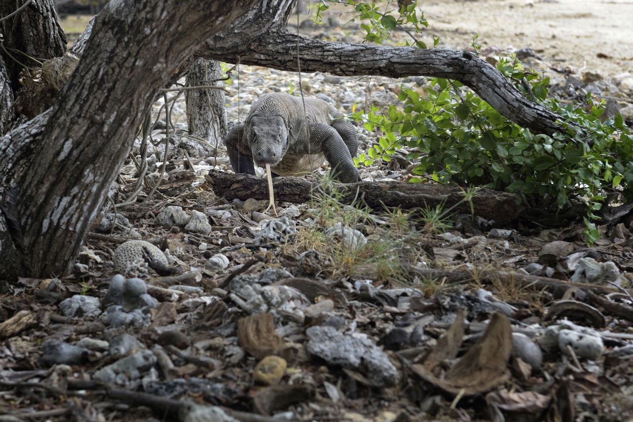Varanus komodoensis species endemic to the Komodo Islands