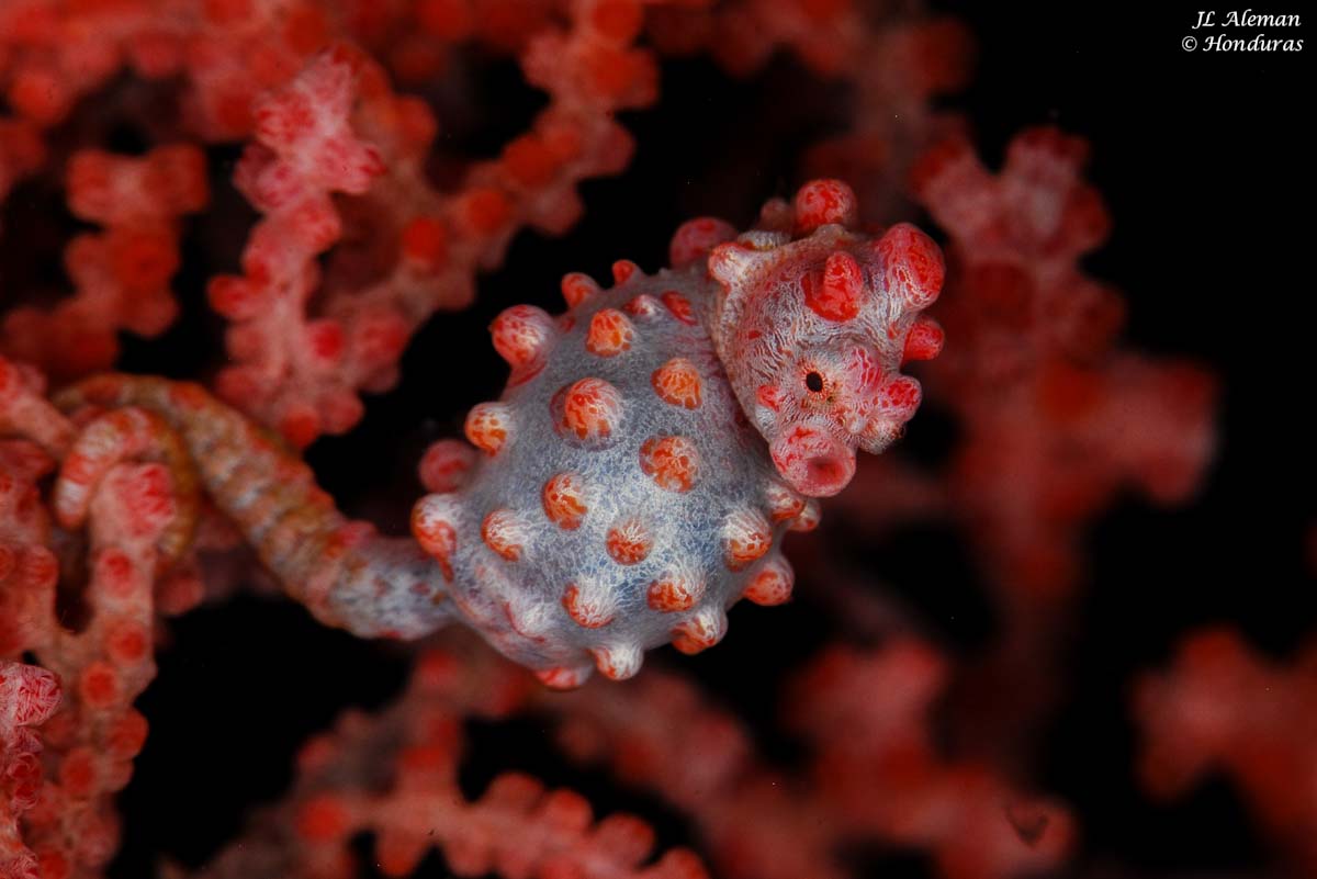 Pygmy seahorse Bargibanti in Triton Bay, West Papua