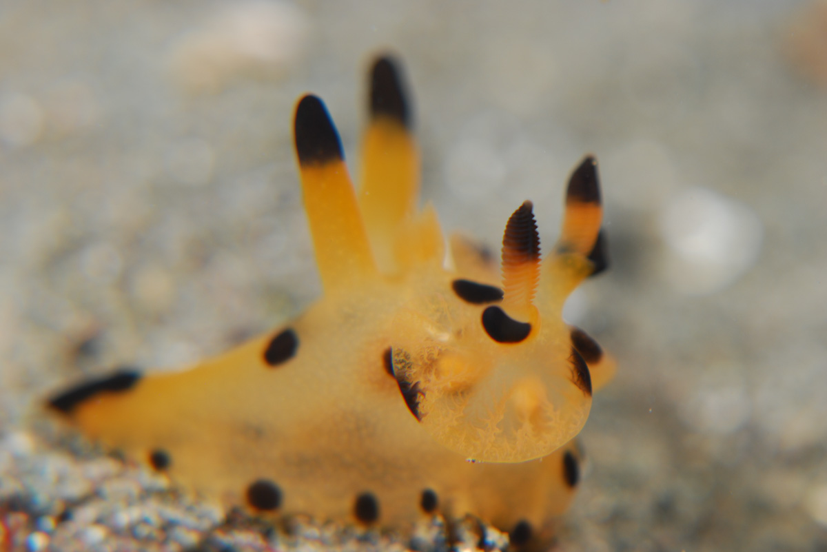 Thecacera pacifica in Triton Bay, West Papua