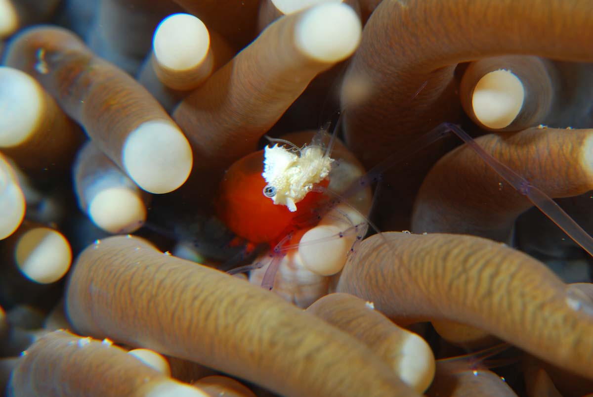Anemone shrimp in Triton Bay, West Papua