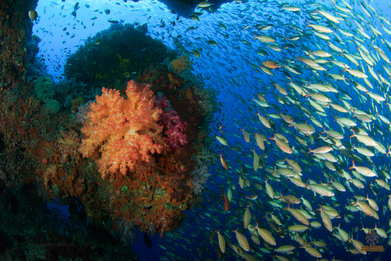 Coral formation and reef fish in Triton Bay, West Papua