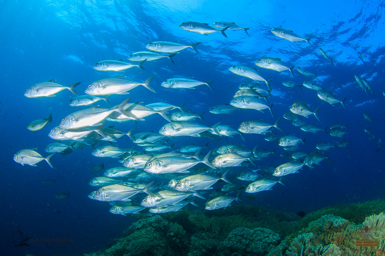 Carangidae in Triton Bay, West Papua