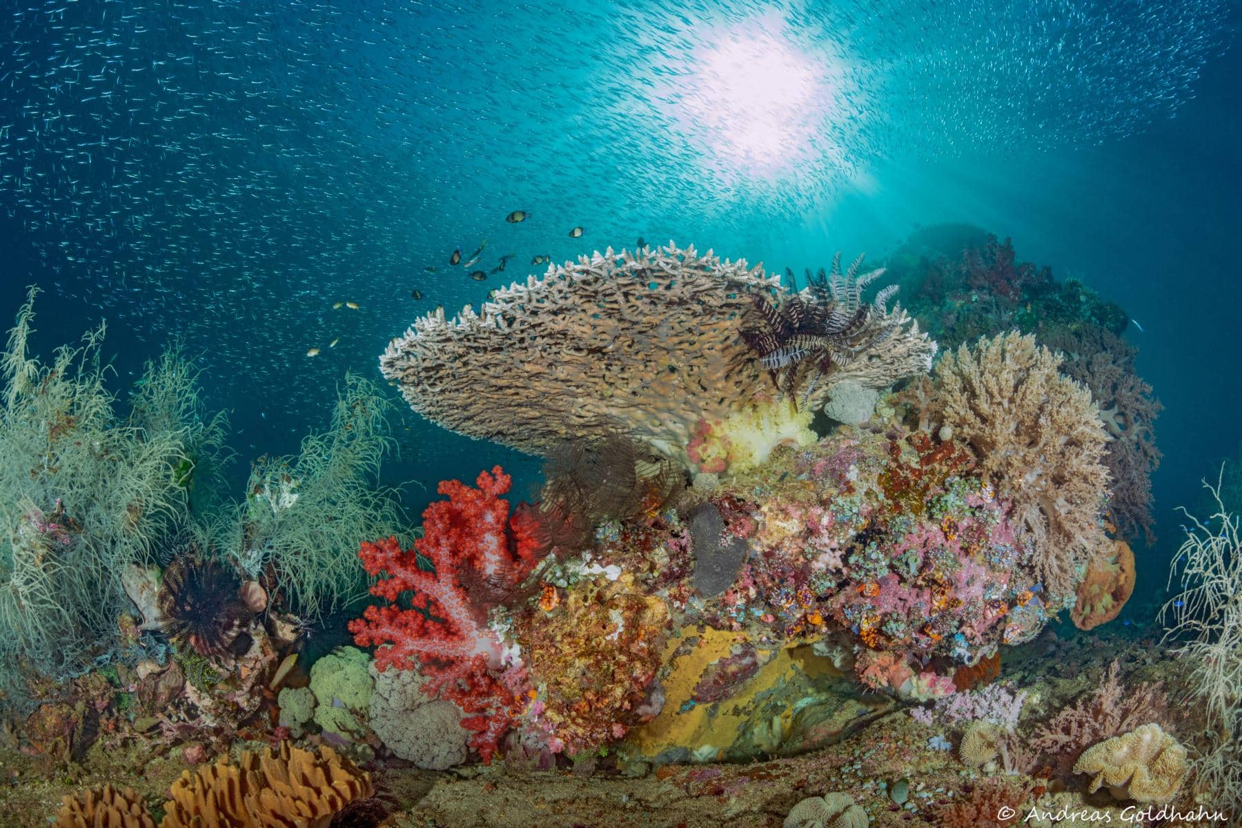 Coral reef diving at Triton Bay Divers
