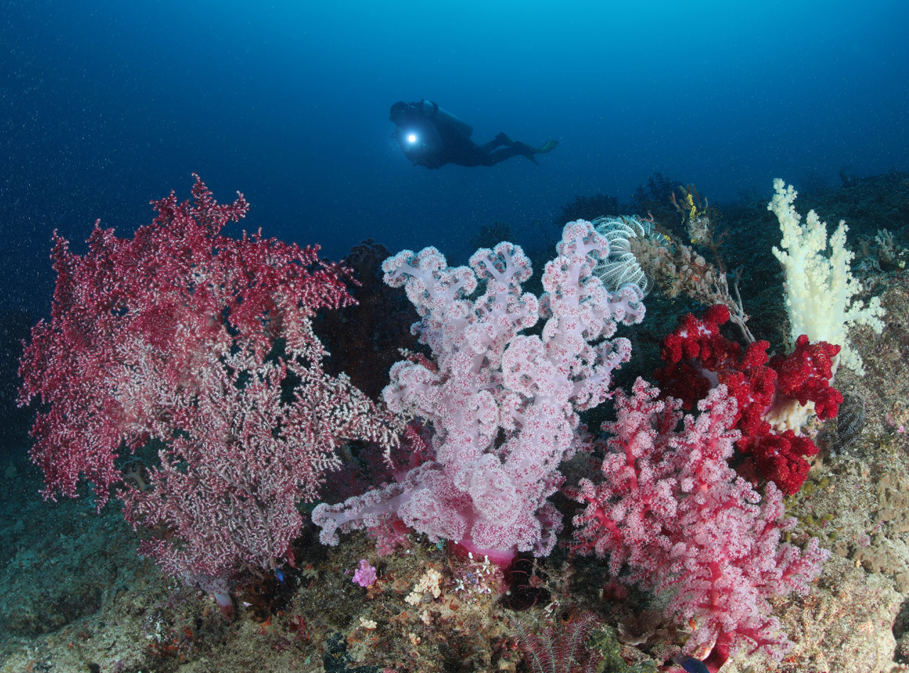 Coral reef diving at Triton Bay Divers