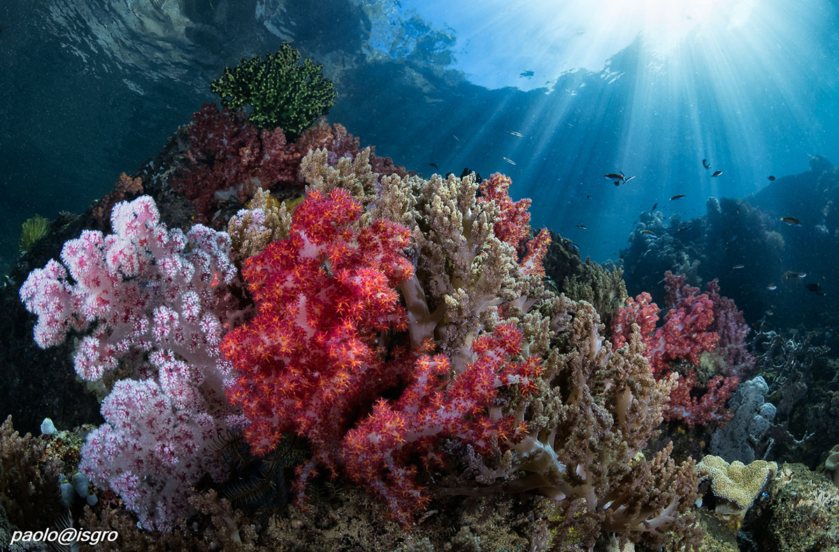 Coral reef diving at Triton Bay Divers